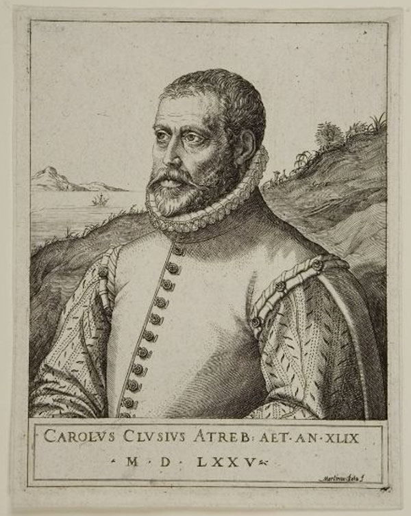 clusius 1575